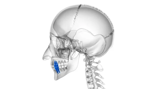 Ανθρώπινα Δόντια Premolars Ανατομία Εικονογράφηση Για Την Ιατρική Έννοια — Φωτογραφία Αρχείου