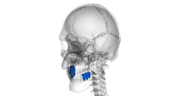 Ilustração Humana Anatomia Dos Molares Dos Dentes Para Conceito Médico — Fotografia de Stock