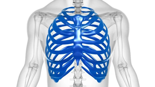 Human skeleton anatomy Rib Cage 3D Rendering For Medical Concept
