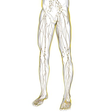 Tıbbi Konsept için İnsan Lenf Düğümleri Anatomisi 3 boyutlu Görüntü