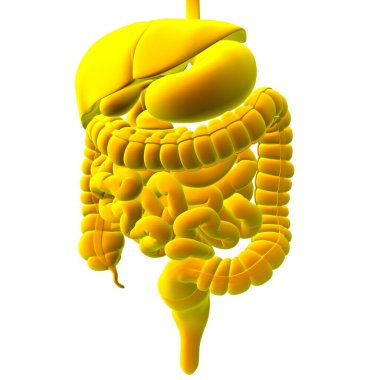 Tıbbi Konsept 3B Resim İçin İnsan Sindirim Sistemi Anatomisi