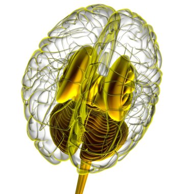 Tıbbi Konsept 3D Görüntü İçin İnsan Beyin İç Parçaları Anatomisi