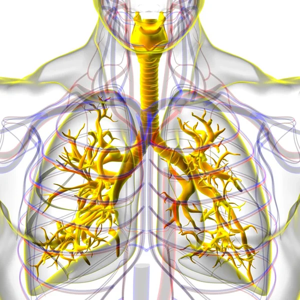 医学的概念のための人間呼吸器系解剖学3Dイラスト — ストック写真