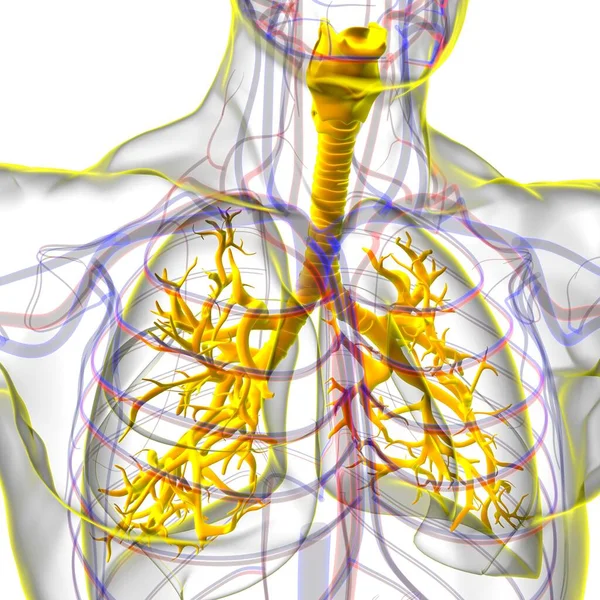 医学的概念のための人間呼吸器系解剖学3Dイラスト — ストック写真