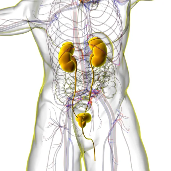 人間の尿系腎臓と膀胱の解剖学的構造 3Dイラスト — ストック写真