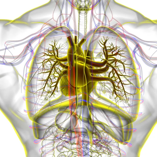 医学的概念のための人間呼吸器系解剖学3Dイラスト — ストック写真