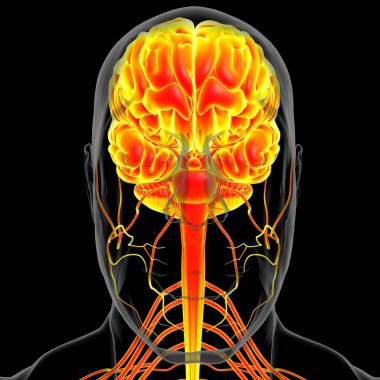 Tıbbi Konsept için İnsan Beyni Anatomisi 3 boyutlu İllüstrasyon