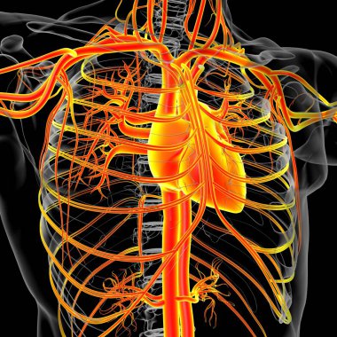 Tıbbi Konsept 3 boyutlu İllüstrasyon İçin Dolaşım Sistemi Anatomisi Olan İnsan Kalbi