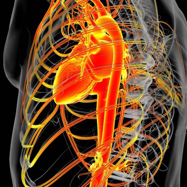 Tıbbi Konsept 3 boyutlu İllüstrasyon İçin Dolaşım Sistemi Anatomisi Olan İnsan Kalbi