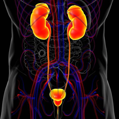 Tıbbi Konsept için Mesane Anatomisi olan İnsan İdrar Sistemi Böbrekleri 3 boyutlu İllüstrasyon