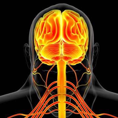 Tıbbi Konsept için İnsan Beyni Anatomisi 3 boyutlu İllüstrasyon