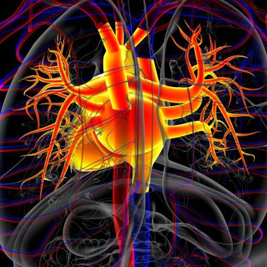 Tıbbi Konsept için İnsan Kalbi Anatomisi 3 boyutlu İllüstrasyon