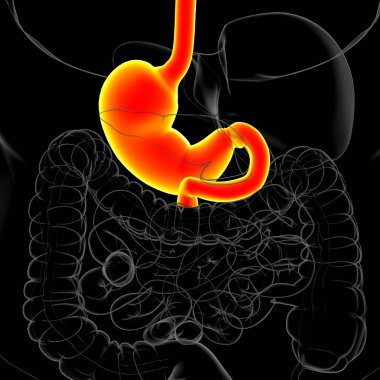 Mide Anatomisi İnsan Sindirim Sistemi Tıbbi Konsept 3 boyutlu Görüntü