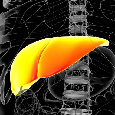 Karaciğer 3D Görüntü İnsan Sindirim Sistemi Anatomisi Tıbbi Konsept İçin