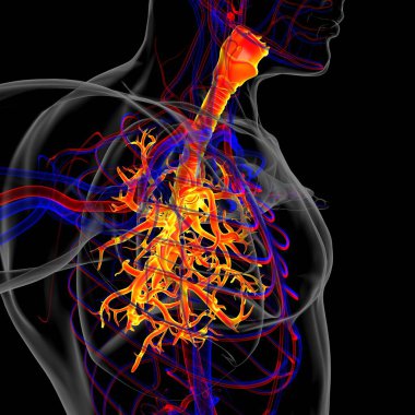 Tıbbi Konsept 3 boyutlu Resim İçin Akciğerler İnsan Solunum Sistemi Anatomisi