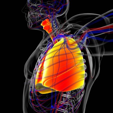Tıbbi Konsept 3 boyutlu Resim İçin Akciğerler İnsan Solunum Sistemi Anatomisi