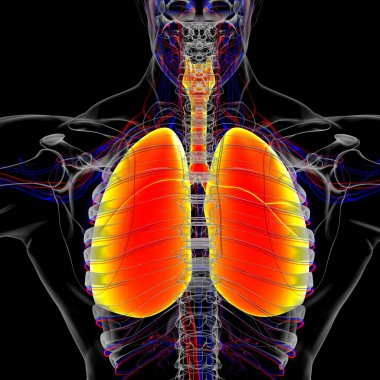 Tıbbi Konsept 3 boyutlu Resim İçin Akciğerler İnsan Solunum Sistemi Anatomisi