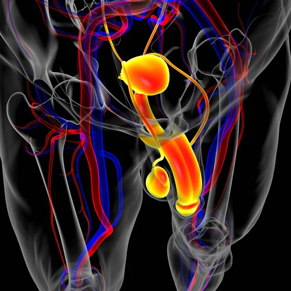 Male Reproductive System Anatomy For Medical Concept 3D Illustration