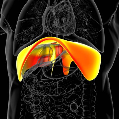 Tıbbi Konsept 3 boyutlu İllüstrasyon için Diyafram İnsan Solunum Sistemi Anatomisi