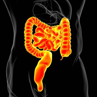 Tıbbi Konsept İçin Küçük ve Büyük bağırsak 3B Görüntü İnsan Sindirim Sistemi Anatomisi