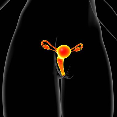Tıbbi Konsept 3B İllüstrasyon için Kadın Üreme Sistemi Anatomisi