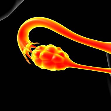 Tıbbi Konsept 3B İllüstrasyon için Kadın Üreme Sistemi Anatomisi