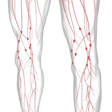 Tıbbi Konsept için İnsan Lenf Düğümleri Anatomisi 3 boyutlu Görüntü