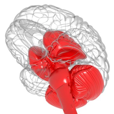 Tıbbi Konsept 3D Görüntü İçin İnsan Beyin İç Parçaları Anatomisi