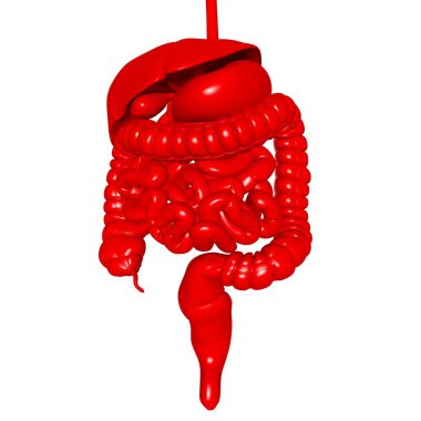 Tıbbi Konsept 3B Resim İçin İnsan Sindirim Sistemi Anatomisi