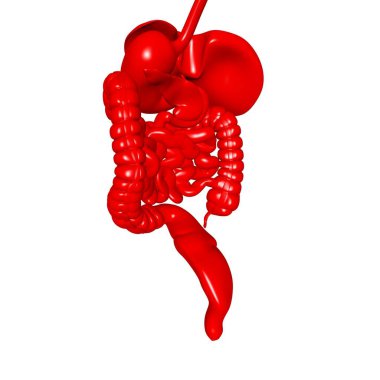 Tıbbi Konsept 3B Resim İçin İnsan Sindirim Sistemi Anatomisi