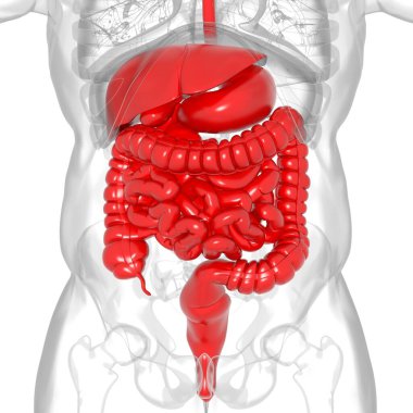 Tıbbi Konsept 3B Resim İçin İnsan Sindirim Sistemi Anatomisi