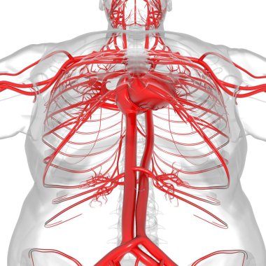 Tıbbi Konsept 3 boyutlu İllüstrasyon İçin Dolaşım Sistemi Anatomisi Olan İnsan Kalbi