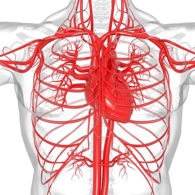 Tıbbi Konsept 3 boyutlu İllüstrasyon İçin Dolaşım Sistemi Anatomisi Olan İnsan Kalbi