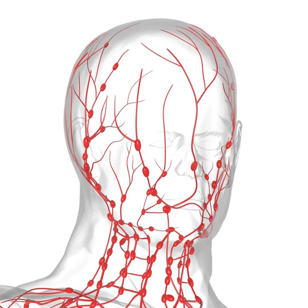 Anatomía Los Ganglios Linfáticos Humanos Para Concepto Médico Ilustración —  Fotos de Stock