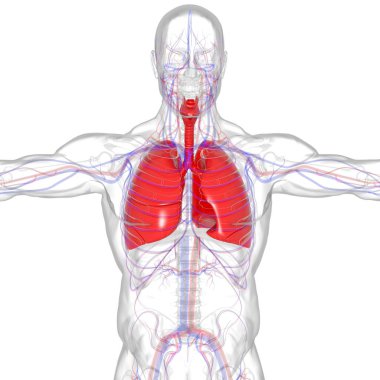 Tıbbi Konsept 3 boyutlu Resim İçin Akciğerler İnsan Solunum Sistemi Anatomisi