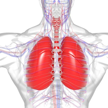 Tıbbi Konsept 3 boyutlu Resim İçin Akciğerler İnsan Solunum Sistemi Anatomisi