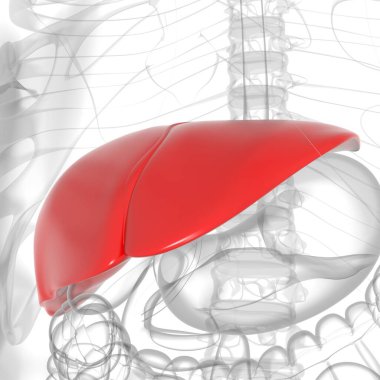 Karaciğer 3D Görüntü İnsan Sindirim Sistemi Anatomisi Tıbbi Konsept İçin