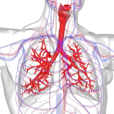 Tıbbi Konsept 3 boyutlu Resim İçin Akciğerler İnsan Solunum Sistemi Anatomisi
