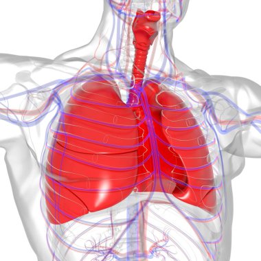 Tıbbi Konsept 3 boyutlu Resim İçin Akciğerler İnsan Solunum Sistemi Anatomisi