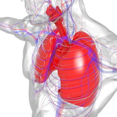 Tıbbi Konsept 3 boyutlu Resim İçin Akciğerler İnsan Solunum Sistemi Anatomisi