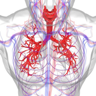 Tıbbi Konsept 3 boyutlu Resim İçin Akciğerler İnsan Solunum Sistemi Anatomisi