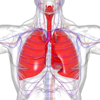 Tıbbi Konsept 3 boyutlu Resim İçin Akciğerler İnsan Solunum Sistemi Anatomisi