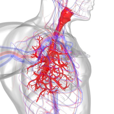 Tıbbi Konsept 3 boyutlu Resim İçin Akciğerler İnsan Solunum Sistemi Anatomisi