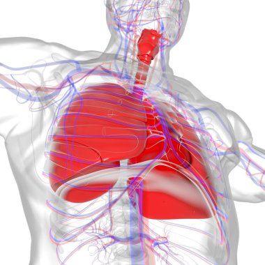 Tıbbi Konsept 3 boyutlu Resim İçin Akciğerler İnsan Solunum Sistemi Anatomisi