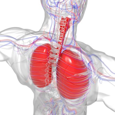 Tıbbi Konsept 3 boyutlu Resim İçin Akciğerler İnsan Solunum Sistemi Anatomisi