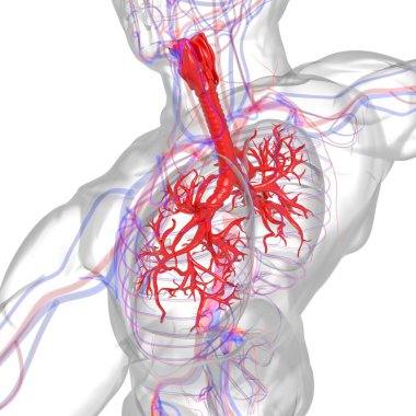 Tıbbi Konsept 3 boyutlu Resim İçin Akciğerler İnsan Solunum Sistemi Anatomisi