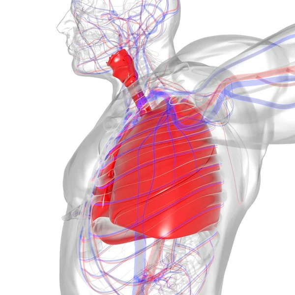 Tıbbi Konsept 3 boyutlu Resim İçin Akciğerler İnsan Solunum Sistemi Anatomisi