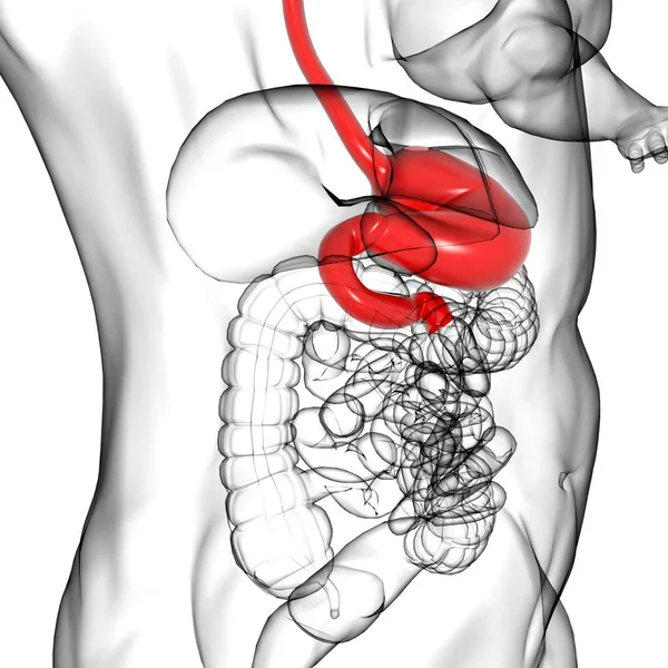 Anatomie Žaludku Lidský Zažívací Systém Pro Lékařské Pojetí Ilustrace — Stock fotografie