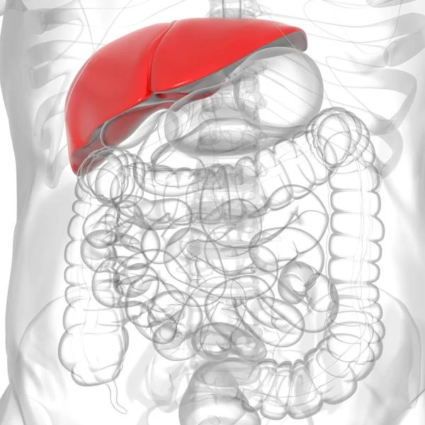 Liver Illustration Human Digestive System Anatomy Medical Concept — Stock Photo, Image