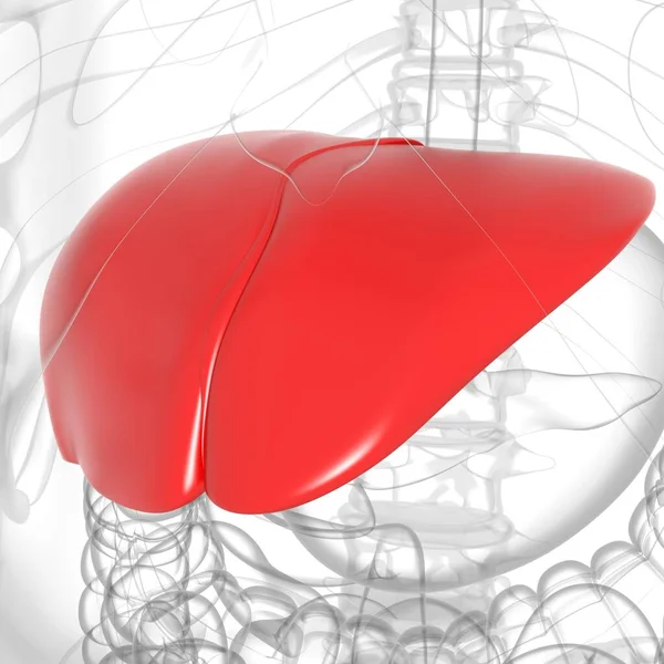 Karaciğer 3D Görüntü İnsan Sindirim Sistemi Anatomisi Tıbbi Konsept İçin